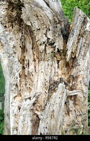An old dead tree trunk eroded by time and termites Stock Photo