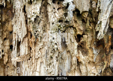 An old dead tree trunk eroded by time and termites Stock Photo
