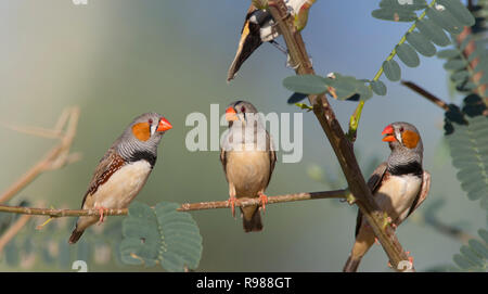 Three Zebra Finches on a branch.   Two males with a female in the middle. Zebra Finch, Taeniopygia guttata, Western Queensland. Stock Photo