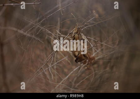 brown autumn leaves on thin dry branches in the forest Stock Photo