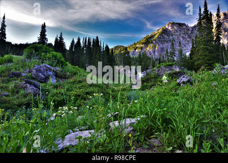 Wildflowers in mountain meadows. Stock Photo