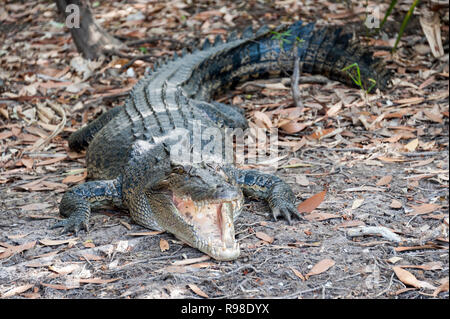 Salt water crocodile at the side of the river displaying its teeth, Northern Territory Australia Stock Photo