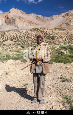 Sarchu, India - July 17, 2017: Portrait of unidentified indian shepherd with his sheeps near Sarchu camp in Ladakh, Northern India Stock Photo