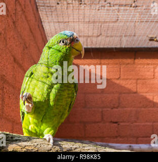 funny juvenile white fronted amazon parrot pointing its paw Stock Photo