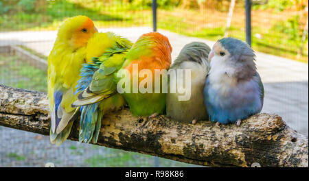 cuddly family of parakeets sitting close together on a branch Stock Photo