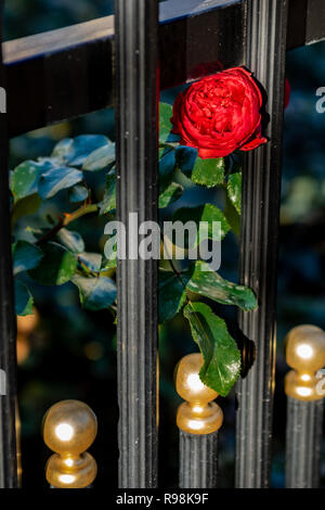Red rose lurking through a black metal fence with golden knobs Stock Photo