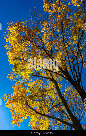 Maple (acer) in autumn with gorgeous yellow foliage and a dark blue sky as background Stock Photo