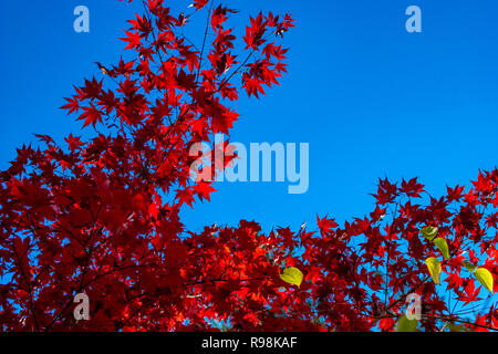 Maple (acer) in autumn with gorgeous red foliage and a dark blue sky as background Stock Photo