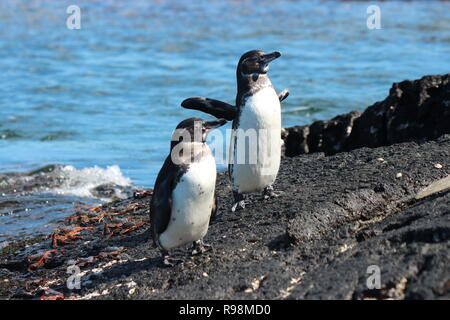 Close up of a pair of Galapagos penguins stood on block volcanic rock with a soft focus blue background in the Galapagos Stock Photo