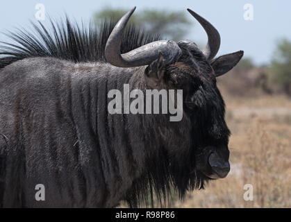 Blue wildebeest in Nxai-Pan-National Park, Botswana Stock Photo