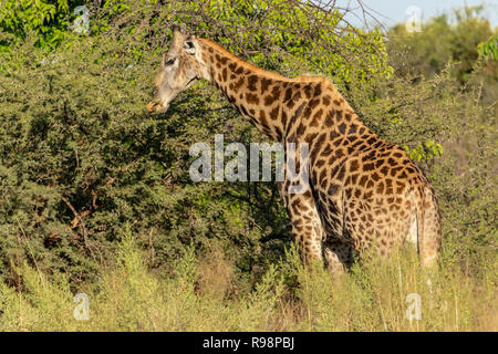 Namibian giraffe browsing acacia trees in Botswana, Africa