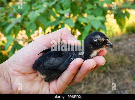 chick in hand / cute little baby chick black on hand in the morning at poultry farm chicken egg Stock Photo