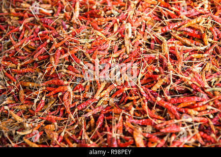 dry hot chillis background / red chilli padi bird eye chili thai pepper are dried on texture background Stock Photo