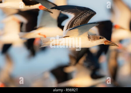 Close up of juvenile black skimmer flying in flock of adult black skimmers Stock Photo