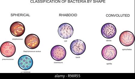 vector illustration of the classification of bacteria by form Stock Vector