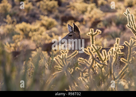 Close up of Mule Deer and cholla cactus.  Shot taken at Red Rock Canyon National Conservation Area near Las Vegas, Nevada. Stock Photo