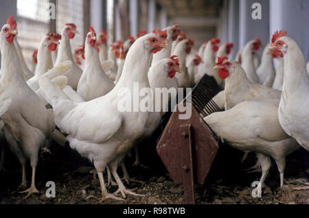 Download Poultry Farm Layer Birds Stock Photo Alamy