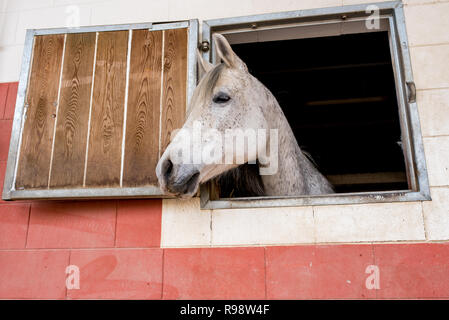 White horse puts his head out of the window of his stable, farm scenery