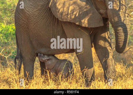 Elefant calf drinking milk from mom. Safari game drive in Pilanesberg National Park, South Africa. The African Elephant is part of the Big Five. Stock Photo