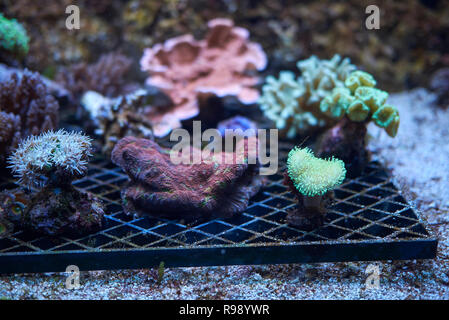 Copenhagen, Denmark - October 11, 2018 : View of  stony corals Stock Photo