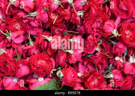 Bag of fresh picked pink roses in a flower market in Jaipur, Rajasthan, India. Stock Photo