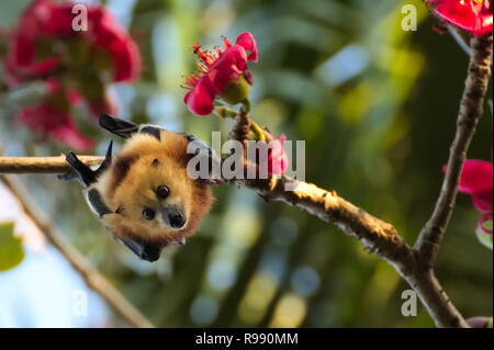 Mauritian flying fox, fruit bat, sitting, hanging in the tree with pink flower looking into camera Stock Photo