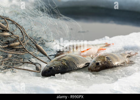 Large European perch on ice of a lake with winter fishing gillnets. Stock Photo