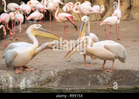 African wild animals in a zoo Stock Photo