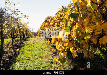 Vineyard in late Fall Stock Photo