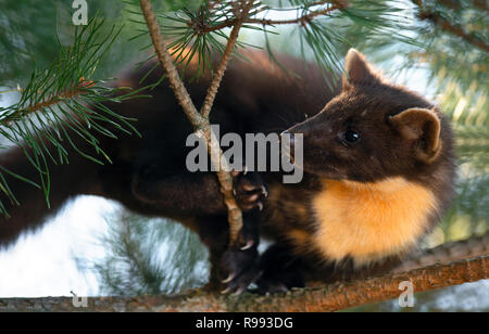 The European pine marten (Martes martes), known most commonly as the pine marten in Anglophone Europe, and less commonly also known as pineten, baum m Stock Photo