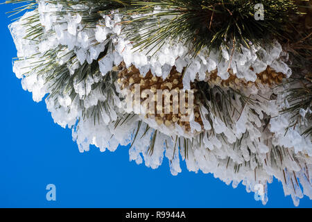 Close up of frozen pine needles and cones, on a cold winter day on top of Mt Hamilton, San Jose, south San Francisco bay area, California Stock Photo