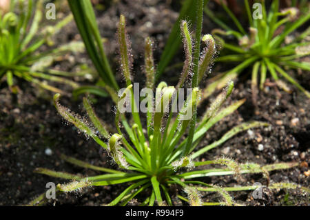 Sydney Australia, sundew plant with sticky mucilage to  catch insects Stock Photo