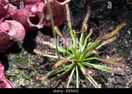 Sydney Australia, sundew plant with sticky mucilage to  catch insects Stock Photo