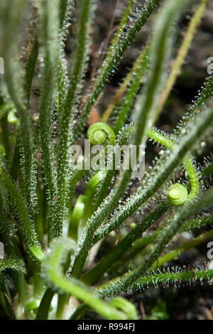 Sydney Australia, close-up of sundew plant with sticky mucilage to  catch insects Stock Photo