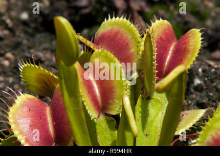 Sydney Australia, open leaves of Venus flytrap in garden bed Stock Photo