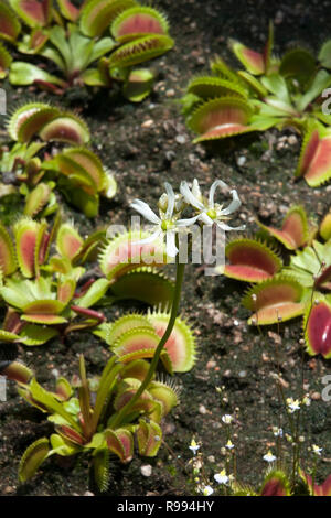 Sydney Australia, white flowering Venus flytrap in garden bed Stock Photo