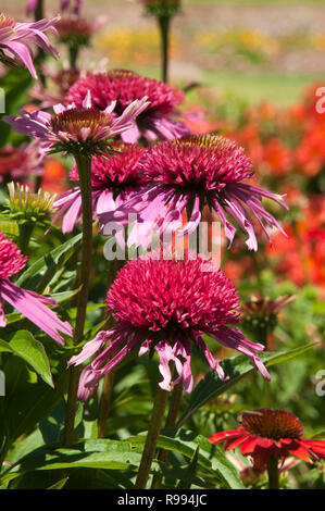 Sydney Australia, flowering Echinacea purpurea hybrid names Double Scoop Raspberry Stock Photo