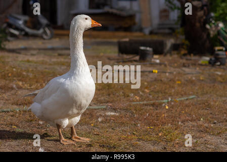 Portraot of big white domestic goose standing on the ground and looking around its farm Stock Photo