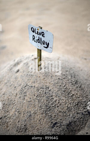 Sea Turtle Hatchery and Rescue Center founded by B.K. Ariyapala in Paraliya, Sri Lanka Stock Photo