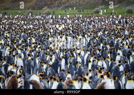 United Kingdom, South Georgia, Fortuna Bay, Whistle Cove. King penguin colony with chicks. Stock Photo