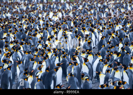 United Kingdom, South Georgia, Fortuna Bay, Whistle Cove. King penguin colony with chicks. Stock Photo