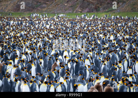 United Kingdom, South Georgia, Fortuna Bay, Whistle Cove. King penguin colony with chicks. Stock Photo
