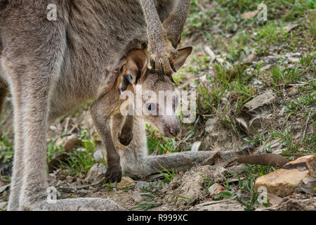 Joey of an Eastern Grey Kangaroo looking out of the pouch. Stock Photo