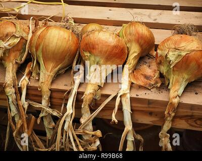 Onions harvested from a garden drying on a wooden bench Stock Photo