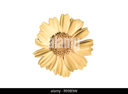 Yellow Daisy flower on a white background Stock Photo