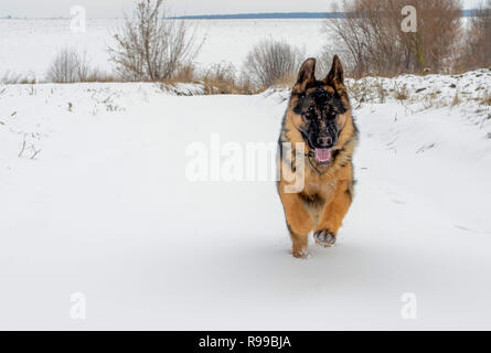 The big dog quickly runs on white soft snow Stock Photo