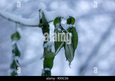 Fluffy snow on branches and green leaves, with a blurry background. Horizontal. Stock Photo