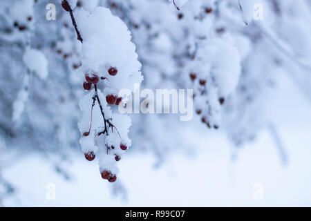 Fluffy snow on branches with common hawthorn, with a blurry bright background.