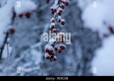 Fluffy snow on branches with common hawthorn, with a blurry background.