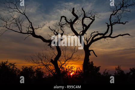 Sunset above Kruger national Park in Limpopo province, South Africa Stock Photo